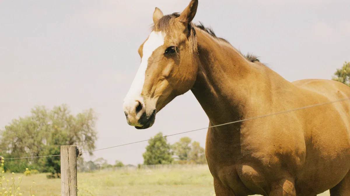 What Are Horse Dildos?