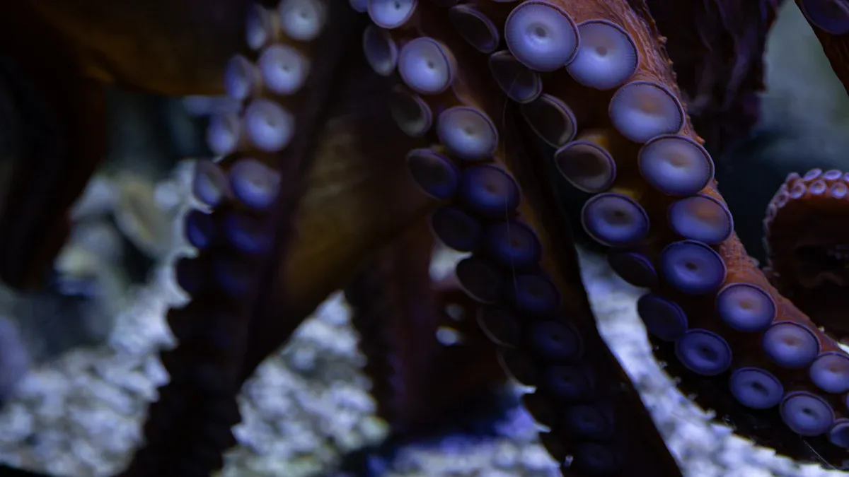 Choosing a Tentacle Dildo